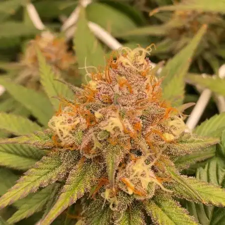 Forbidden Mochi Fem by SeedStockers