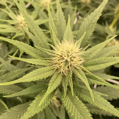 Forbidden Mochi Fem by SeedStockers