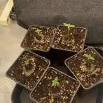 Blue Dream - Barneys farm - FC3000evo