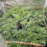Blue Dream - Barneys farm - FC3000evo
