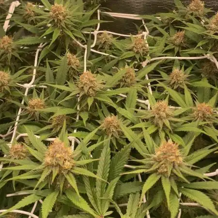 Forbidden Mochi Fem by SeedStockers