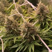 Eternity Growcup 2026 - Sticky Broccoli