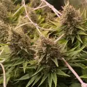 Eternity Growcup 2026 - Sticky Broccoli