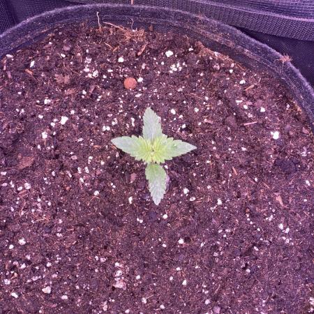 Tom Hills - Deep Chunk - reg photo