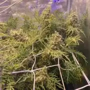 Mentha De Croco - TerpyZ. Mutant