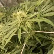 Blue Dream - Barneys farm - FC3000evo