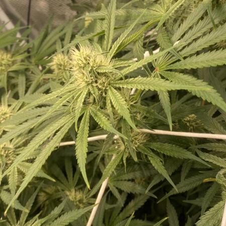 Blue Dream - Barneys farm - FC3000evo