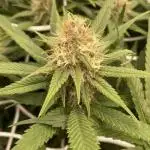 Forbidden Mochi Fem by SeedStockers