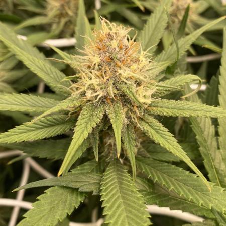 Forbidden Mochi Fem by SeedStockers
