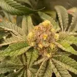 Orange Budd 2.0 by Dutch Passion