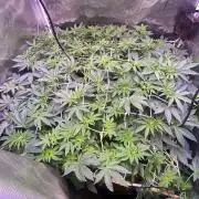 6 STRAINS, 7 PLANTS - SCROG - BIOTABS