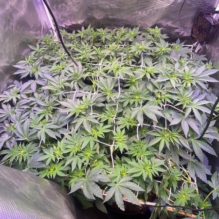 6 STRAINS, 7 PLANTS - SCROG - BIOTABS