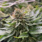 Grandpa Zombie Genetics Fem - Izi Farms