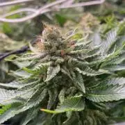 Grandpa Zombie Genetics Fem - Izi Farms