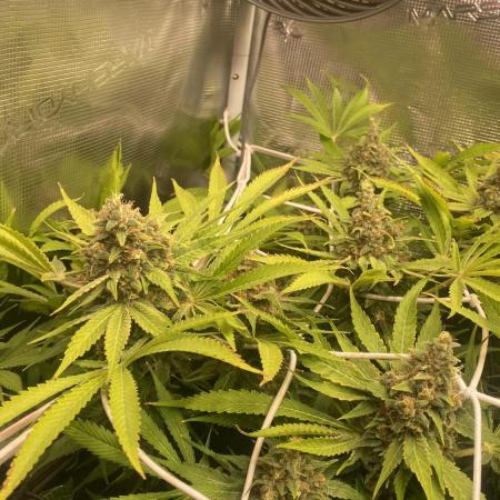 Mazar Kush - World Of Seeds