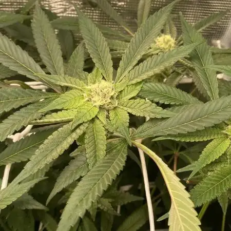 Orange Budd 2.0 by Dutch Passion