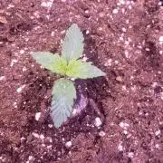 Tom Hills - Deep Chunk - reg photo