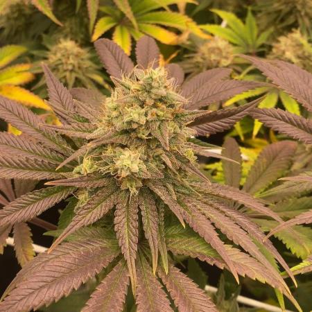 Runtz By Zamnesia EGC25 - Plant nr 2.