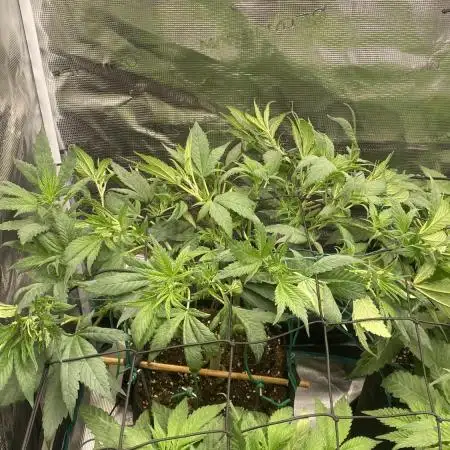 Forbidden Mochi Fem by SeedStockers