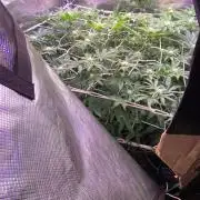 6 STRAINS, 7 PLANTS - SCROG - BIOTABS