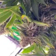 Grandpa Zombie Genetics Fem - Izi Farms