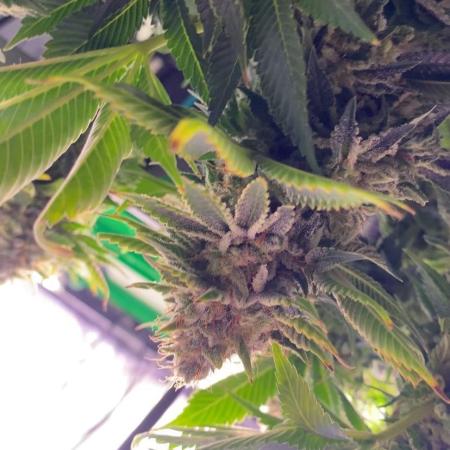 Grandpa Zombie Genetics Fem - Izi Farms