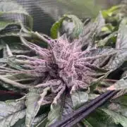 Zamnesia - Hindu Kush - Landrace - Fem