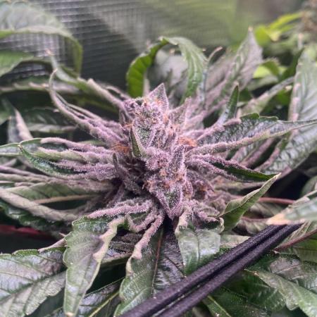 Zamnesia - Hindu Kush - Landrace - Fem