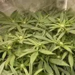 Orange Budd 2.0 by Dutch Passion