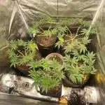 Blue Dream - Barneys farm - FC3000evo