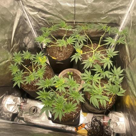 Blue Dream - Barneys farm - FC3000evo