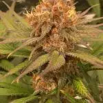Forbidden Mochi Fem by SeedStockers