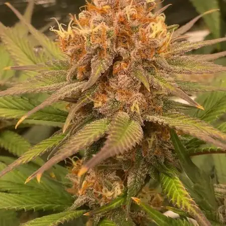 Forbidden Mochi Fem by SeedStockers
