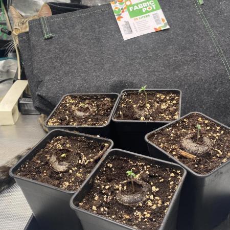 Blue Dream - Barneys farm - FC3000evo