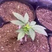 Grandpa Zombie Genetics Fem - Izi Farms