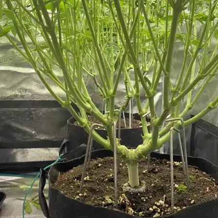 Granny’s Home by Seedstockers