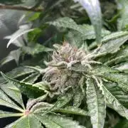 Zamnesia - Hindu Kush - Landrace - Fem