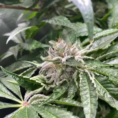 Zamnesia - Hindu Kush - Landrace - Fem