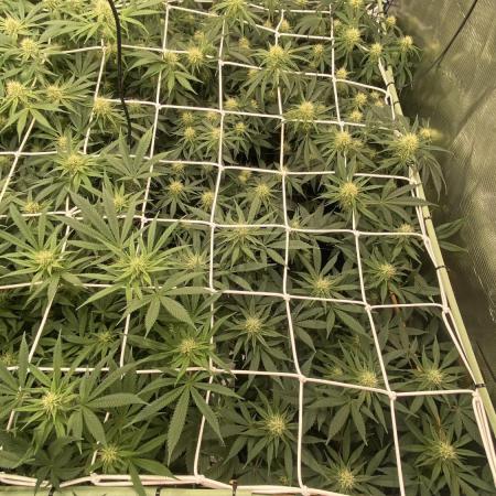 Blue Dream - Barneys farm - FC3000evo