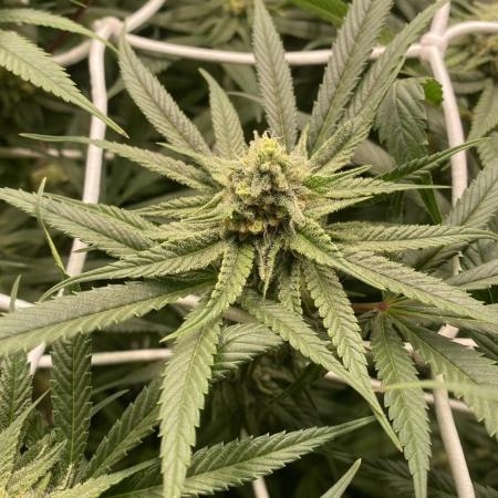 Granny’s Home by Seedstockers