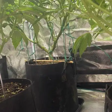 Forbidden Mochi Fem by SeedStockers