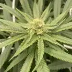 Granny’s Home by Seedstockers