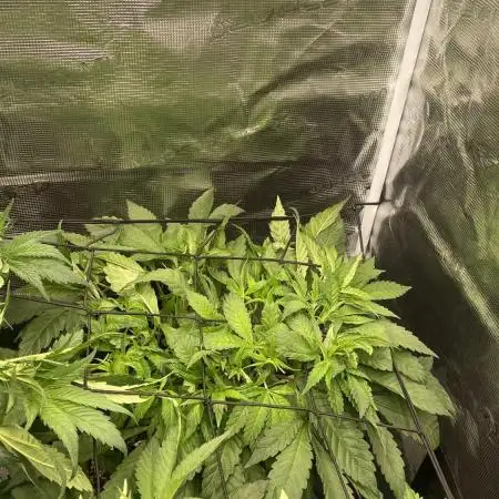 Orange Budd 2.0 by Dutch Passion