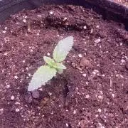 Zamnesia - Hindu Kush - Landrace - Fem