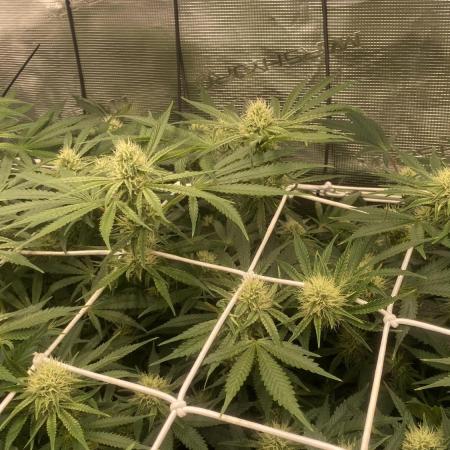 Blue Dream - Barneys farm - FC3000evo