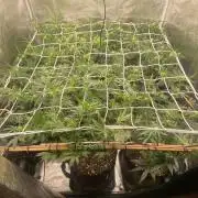 Blue Dream - Barneys farm - FC3000evo