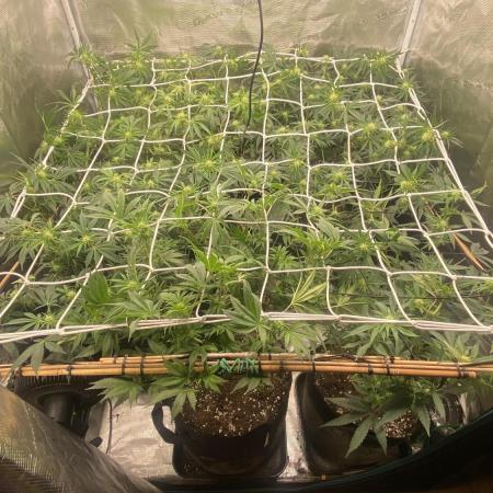 Blue Dream - Barneys farm - FC3000evo