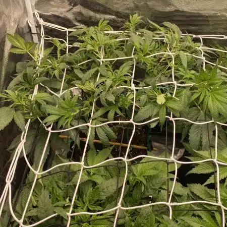 Forbidden Mochi Fem by SeedStockers