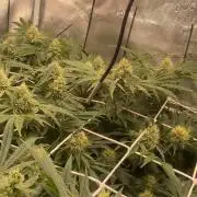 Blue Dream - Barneys farm - FC3000evo
