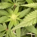 Orange Budd 2.0 by Dutch Passion